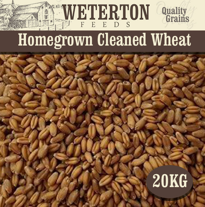 20Kg Homegrown Cleaned Wheat