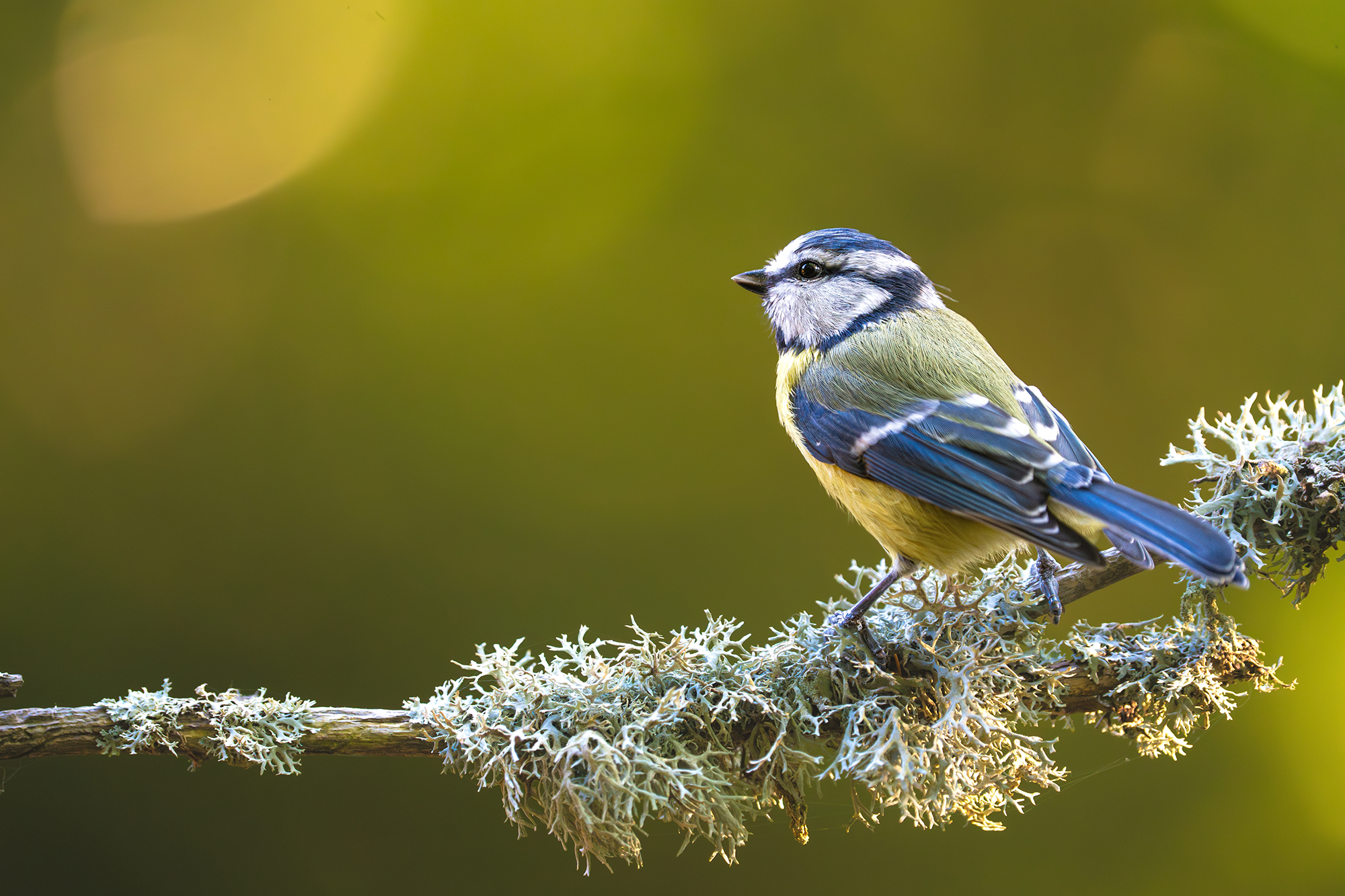 UK Spring Birds - A Complete Guide to Seasonal Visitors and Garden Feeding Tips