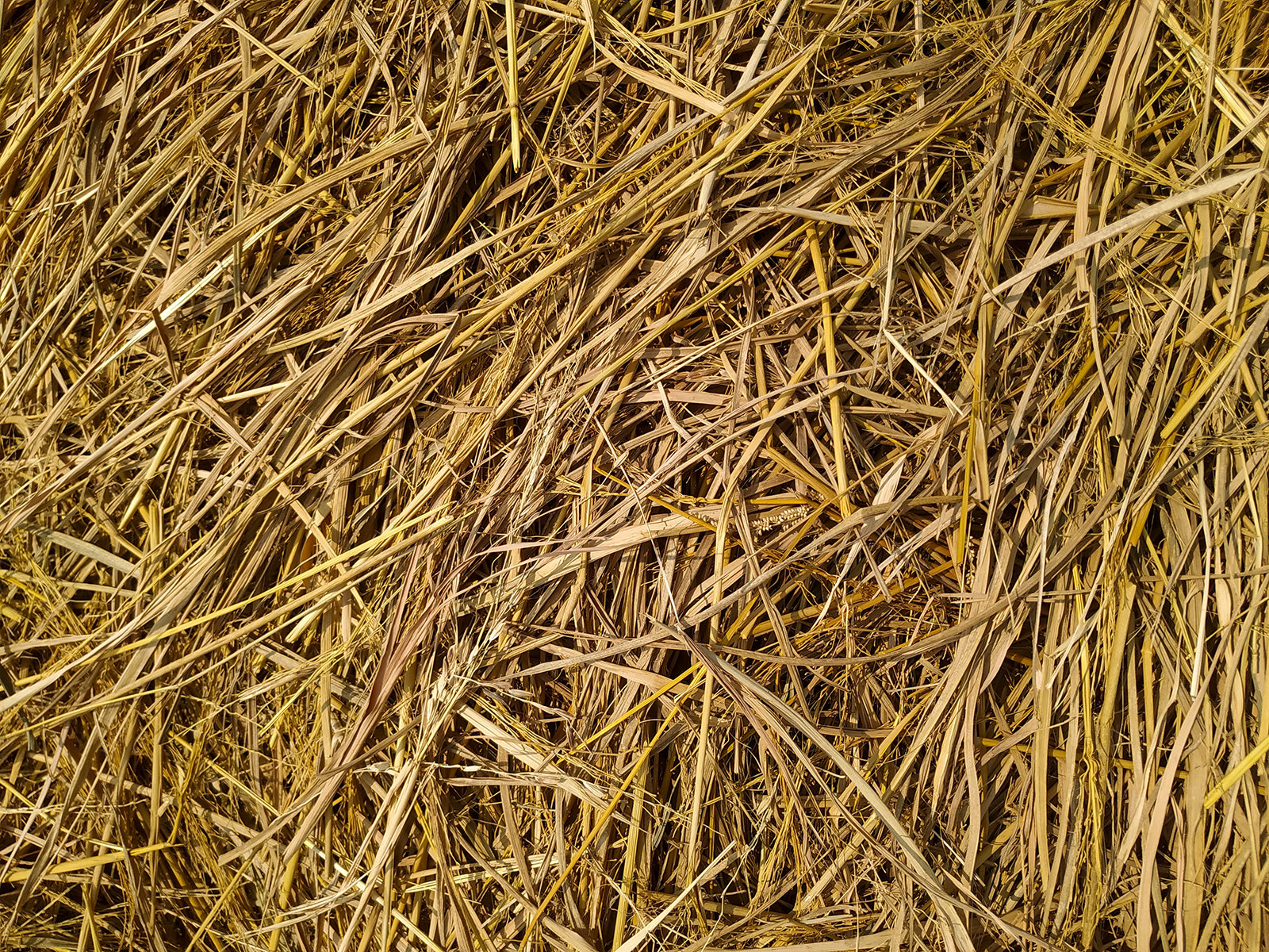 Straw & Hay