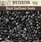 Black Sunflower
