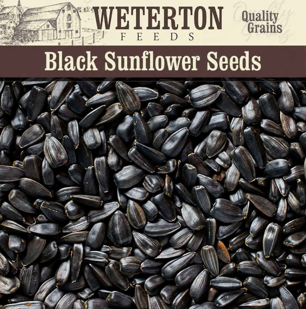 Black Sunflower
