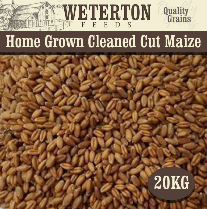 20Kg Homegrown Cleaned Wheat