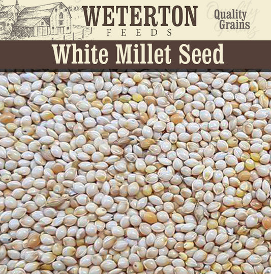 5KG White Millet Seed